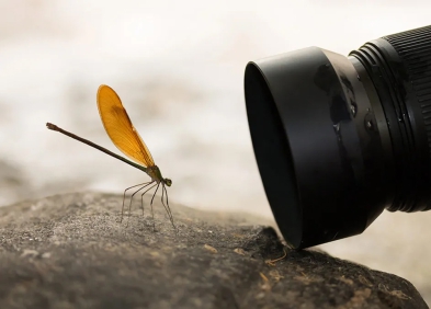 Cách chụp ảnh Macro: Các kỹ thuật cơ bản cần biết