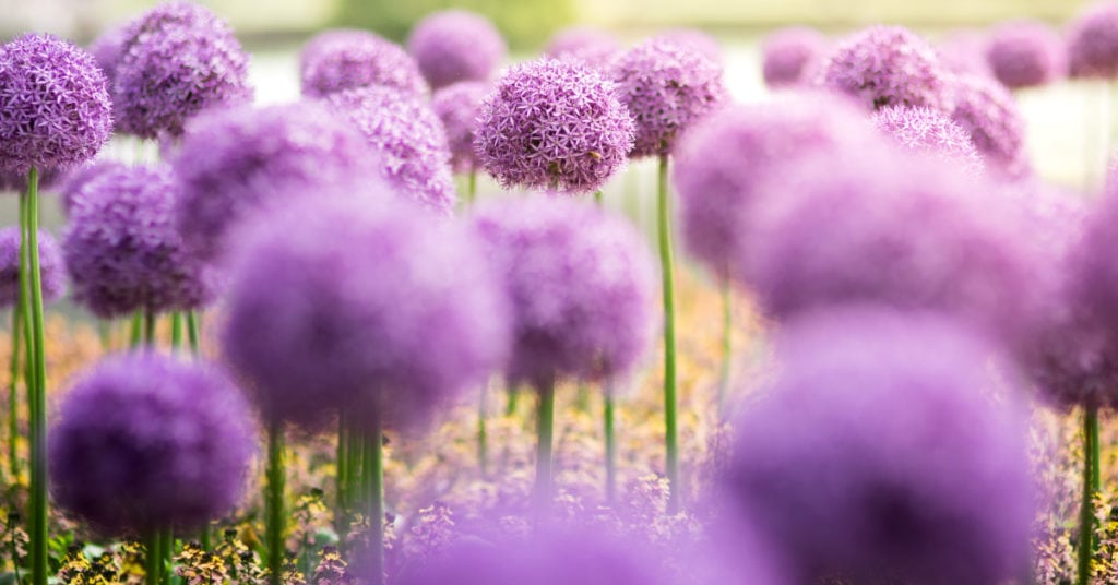 độ sâu trường ảnh