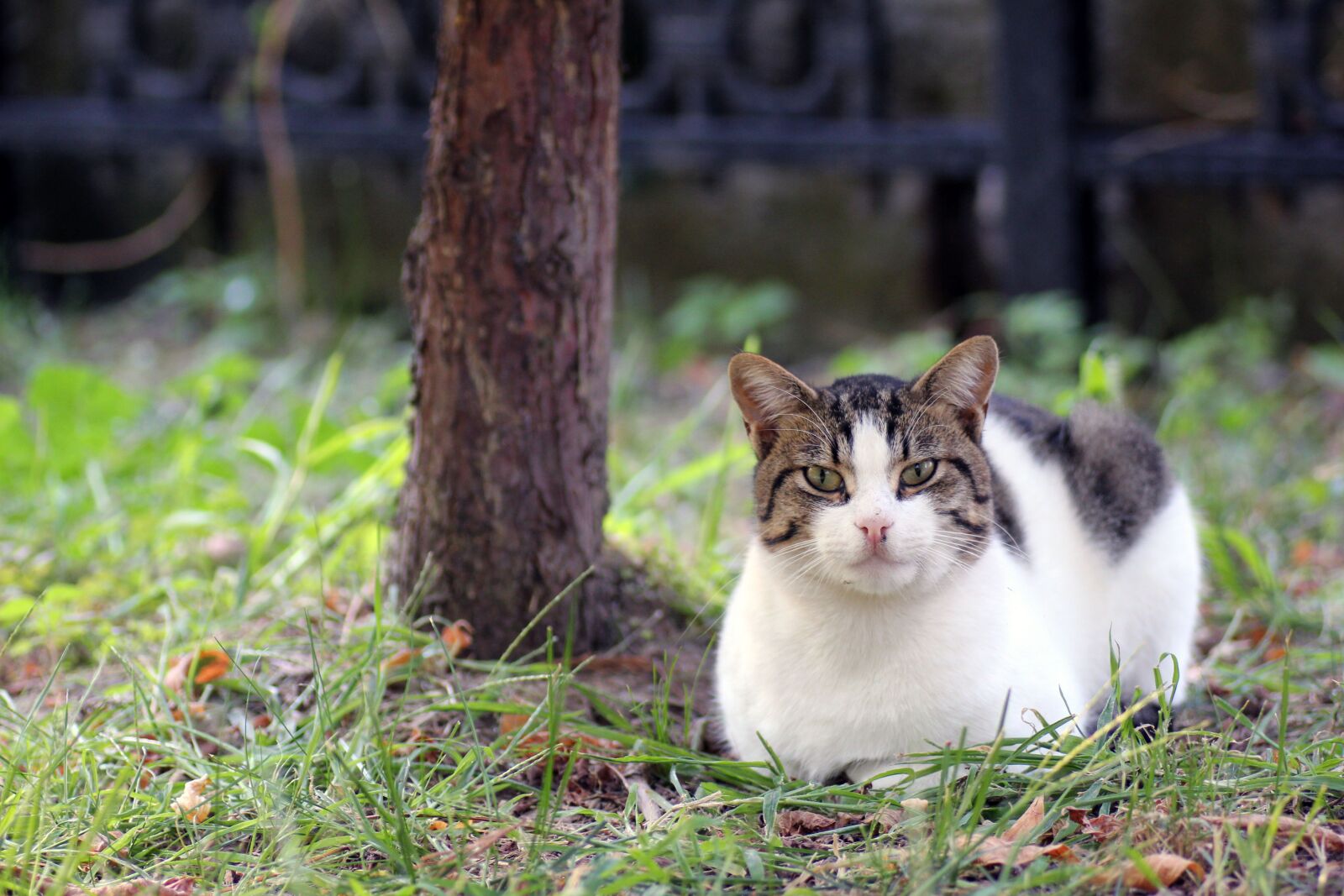 Ảnh chụp trên Canon 550D