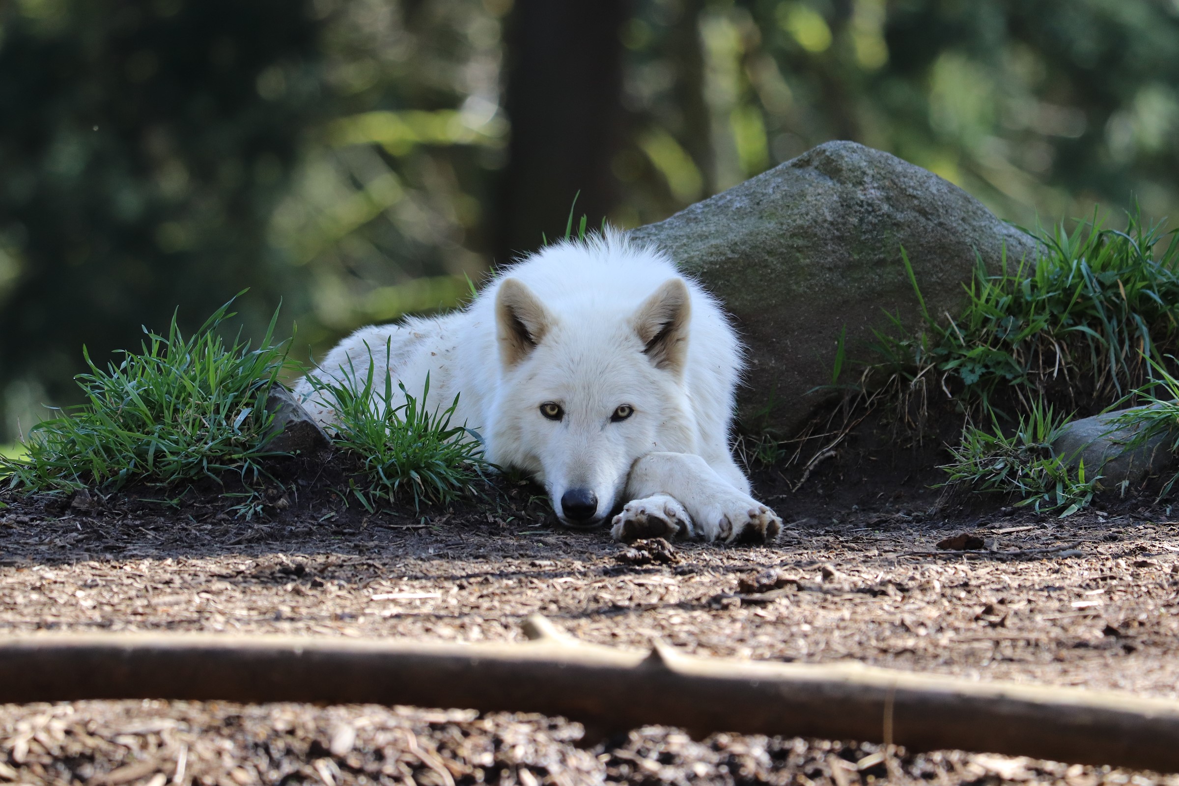 Ảnh chụp trên Canon 77D