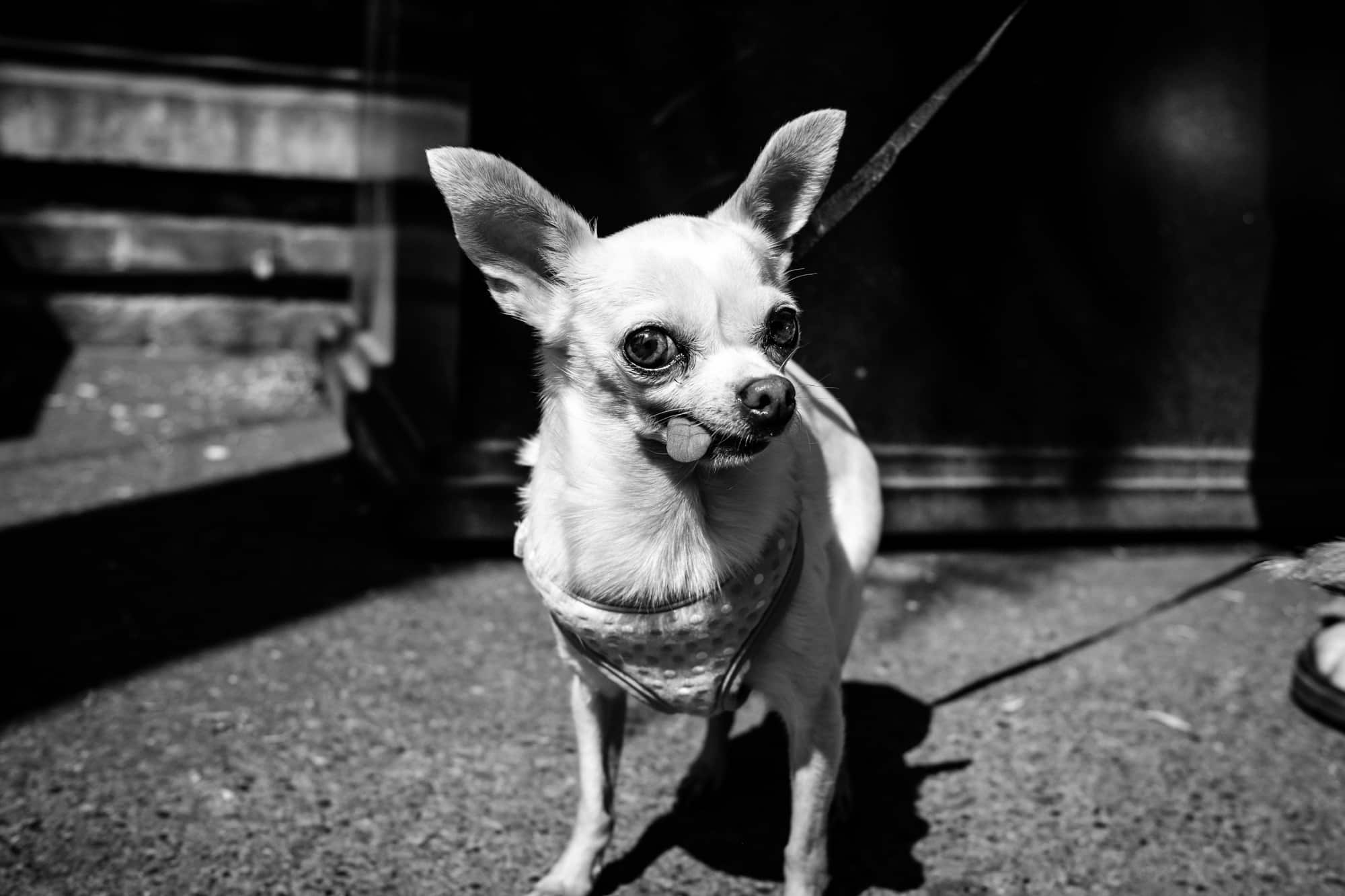 các giả lập màu film Fujifilm