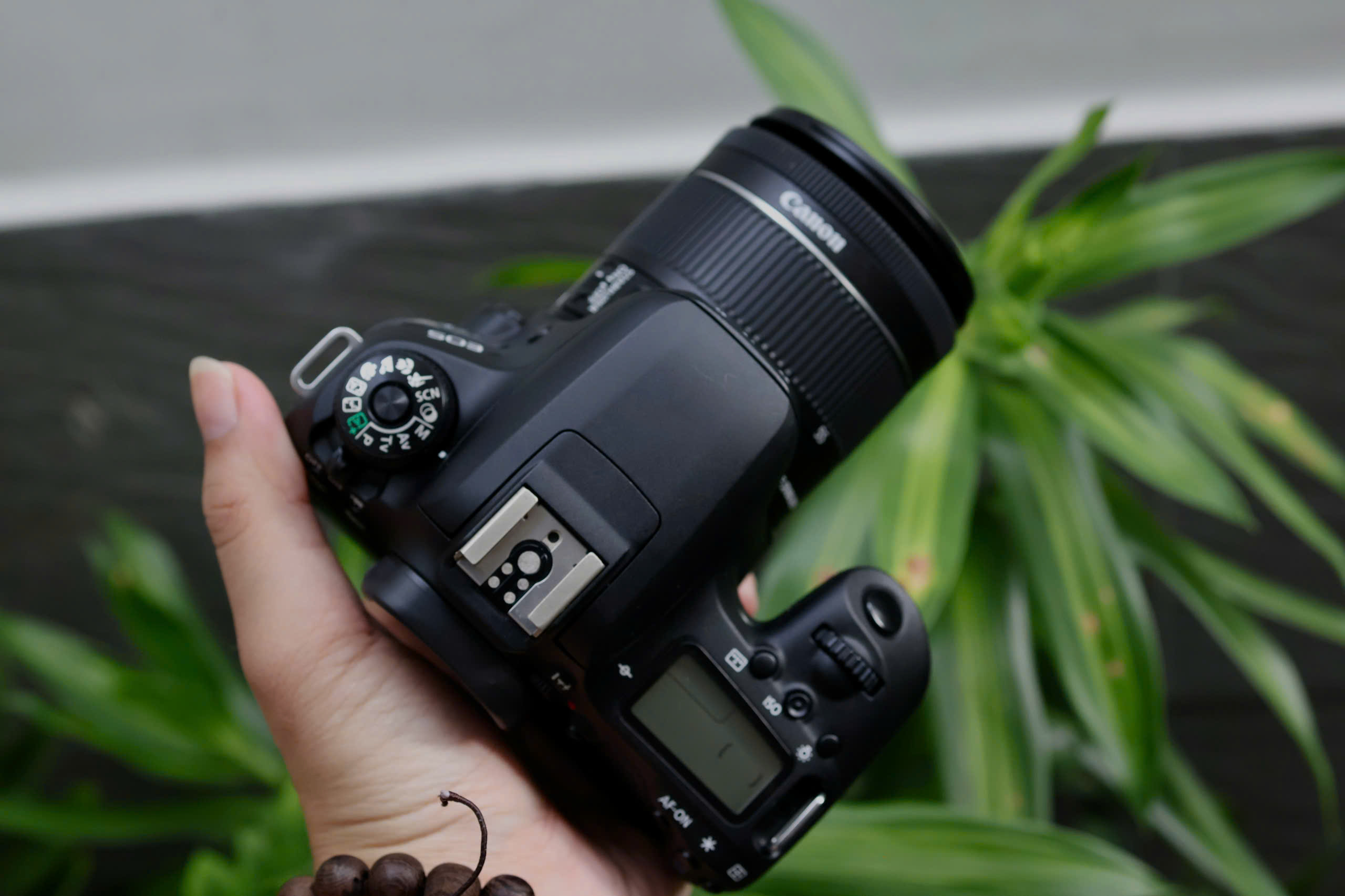 canon 77d vs 80d