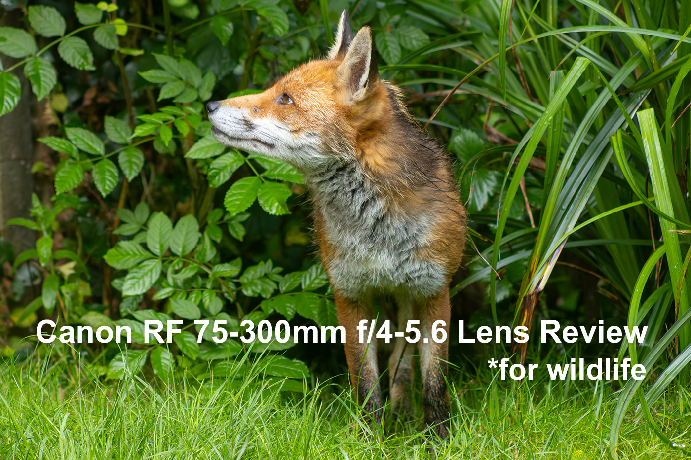 canon rf 75-300mm f4-5.6