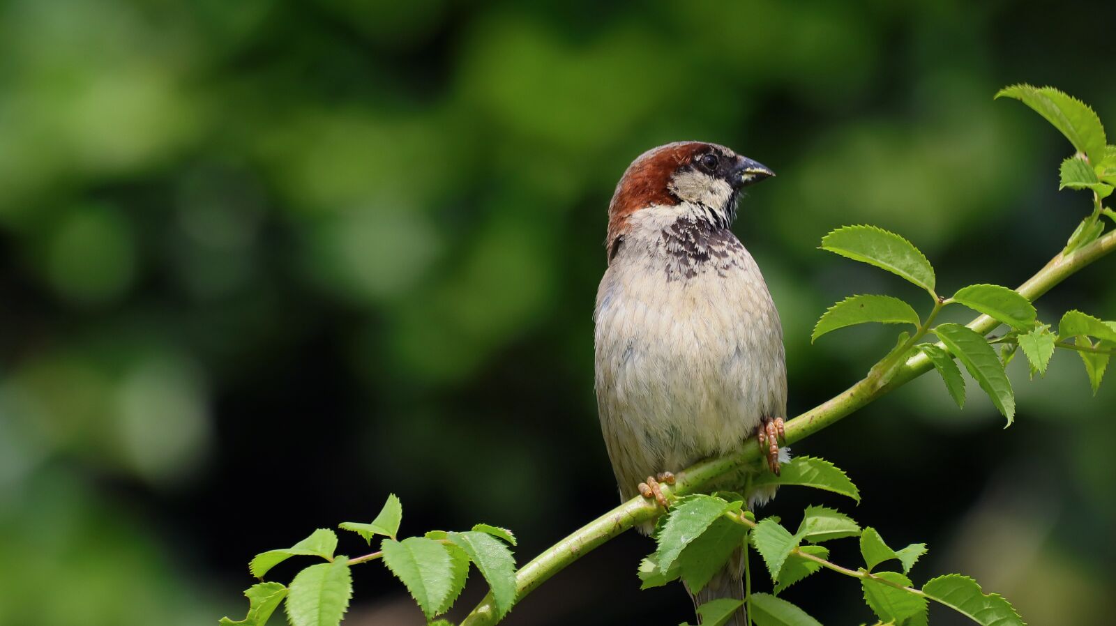 Ảnh chụp từ Canon M50 Mark II