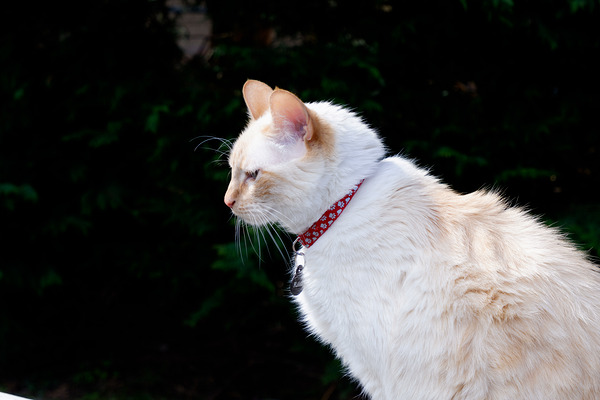 Ảnh chụp từ Fujifilm XT200