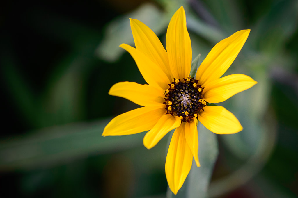 Ảnh chụp trên Nikon D3200