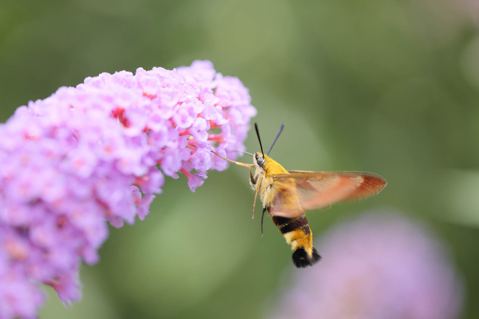CANON EF 100MM F2.8 MACRO USM