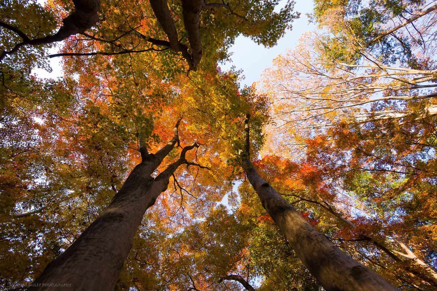 CANON EF 14MM F2.8L II USM