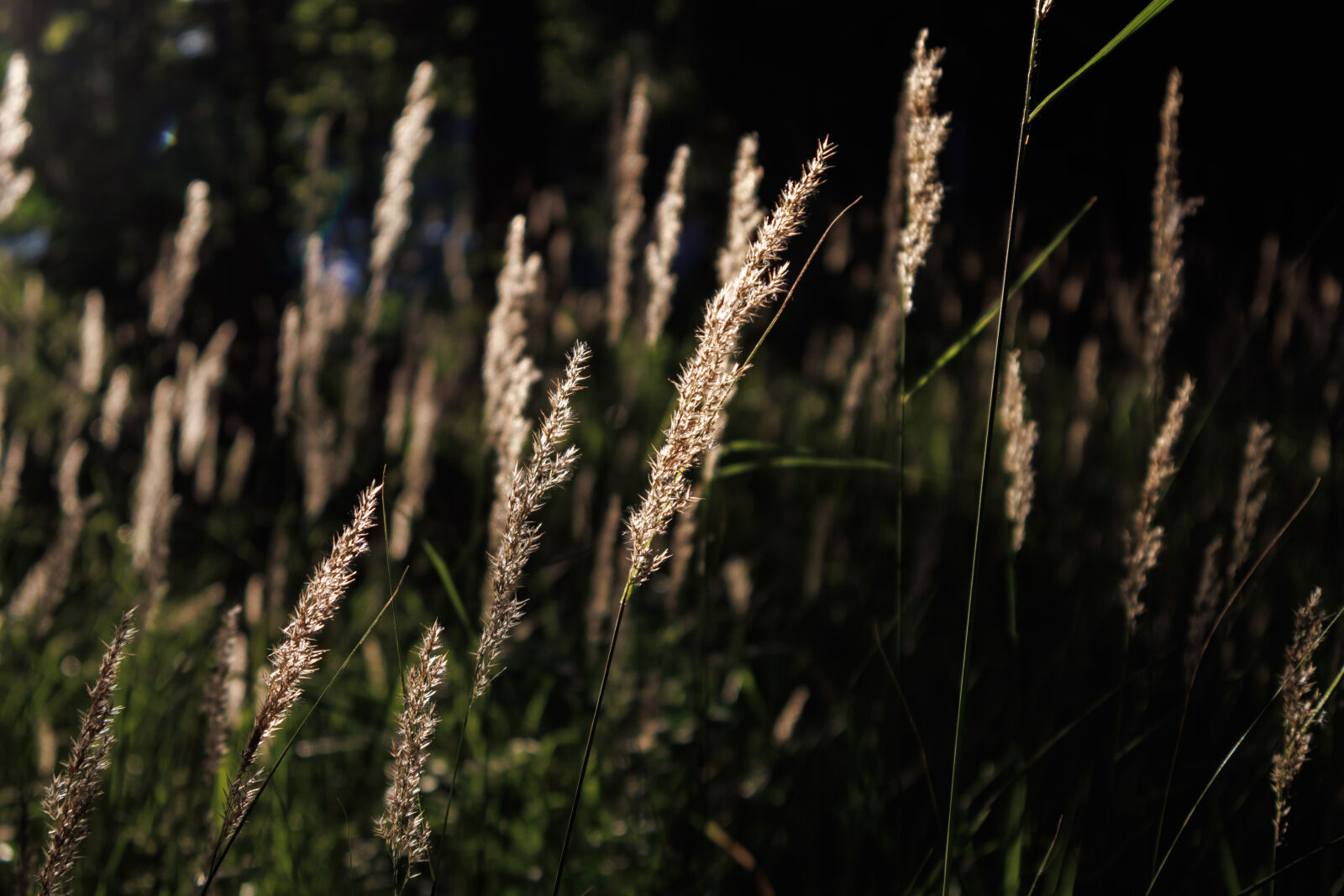 CANON RF-S 18-45MM F4.5-6.3 IS STM