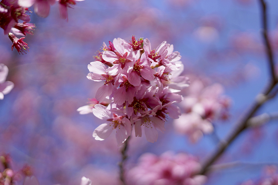 CARL ZEISS TOUIT 32MM F1.8