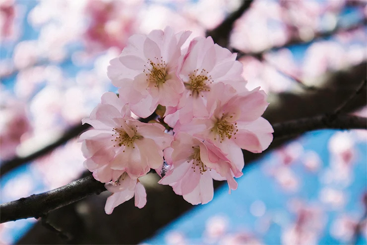Canon 15-45 f3.5-6.3 IS STM