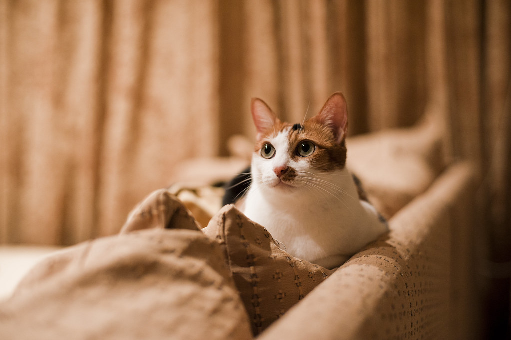 Carl Zeiss Planar T 50mm F1.4 ZF.2