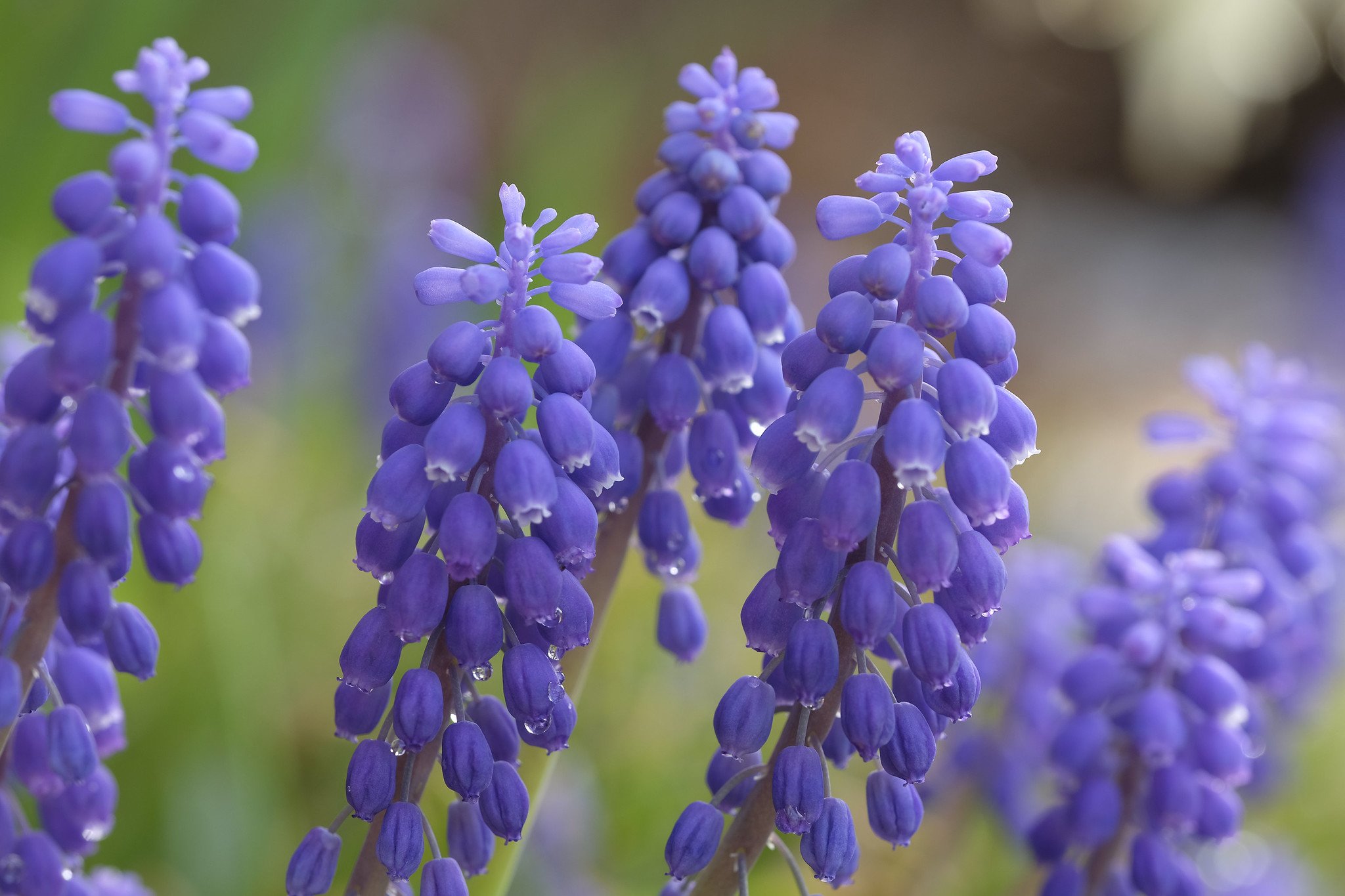 FUJIFILM XF 80MM F2.8 R LM OIS WR MACRO