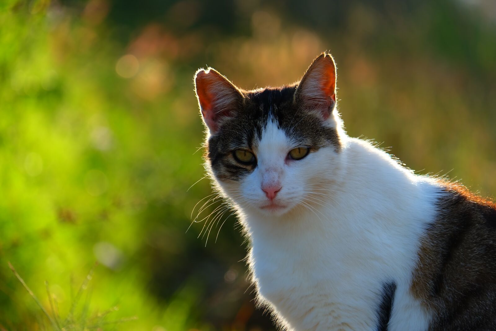 Fujifilm XC 50-230mm OIS II