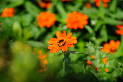 NIKON 17-55MM F2.8G ED