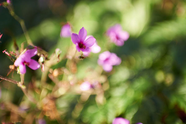 NIKON AF-S 35MM F1.4G NANO
