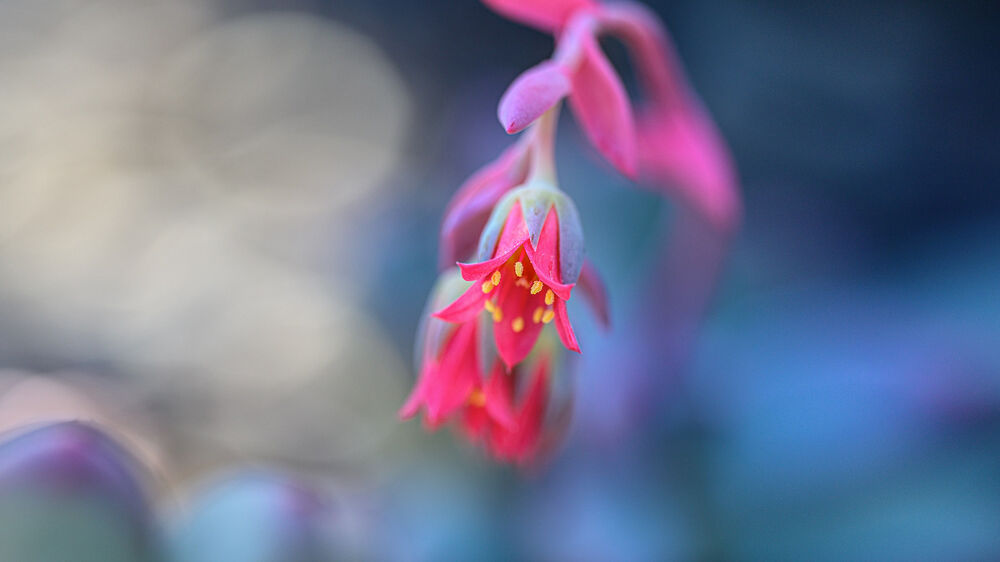 NIKON Z MC 105MM F2.8 VR S MACRO