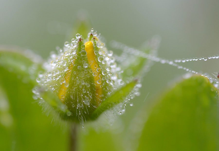 Nikon AF Micro 60mm F2.8D