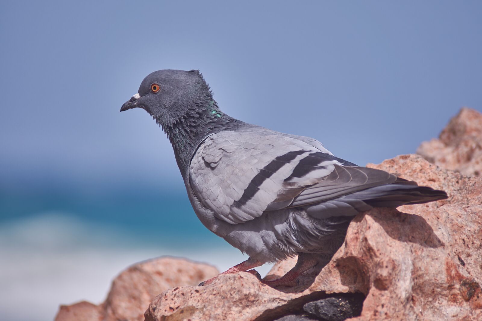 Nikon AF-P 70-300mm VR