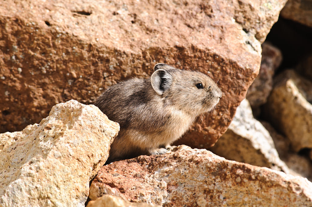 Nikon AF-S 55-300mm G VR