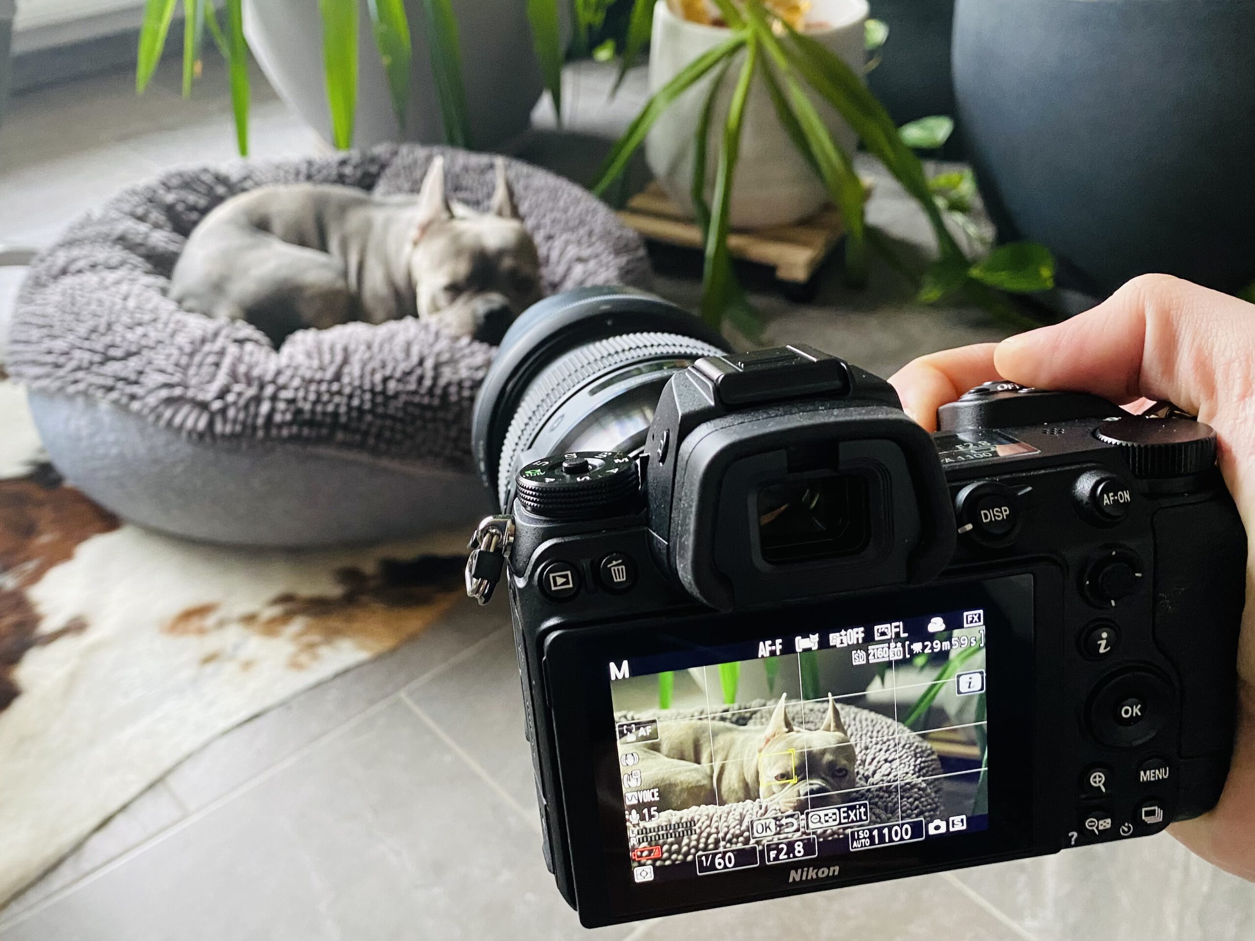 Nikon Z6 II có thiết kế nhỏ gọn, bền bỉ, thích hợp sử dụng trong các điều kiện môi trường khắc nghiệt.