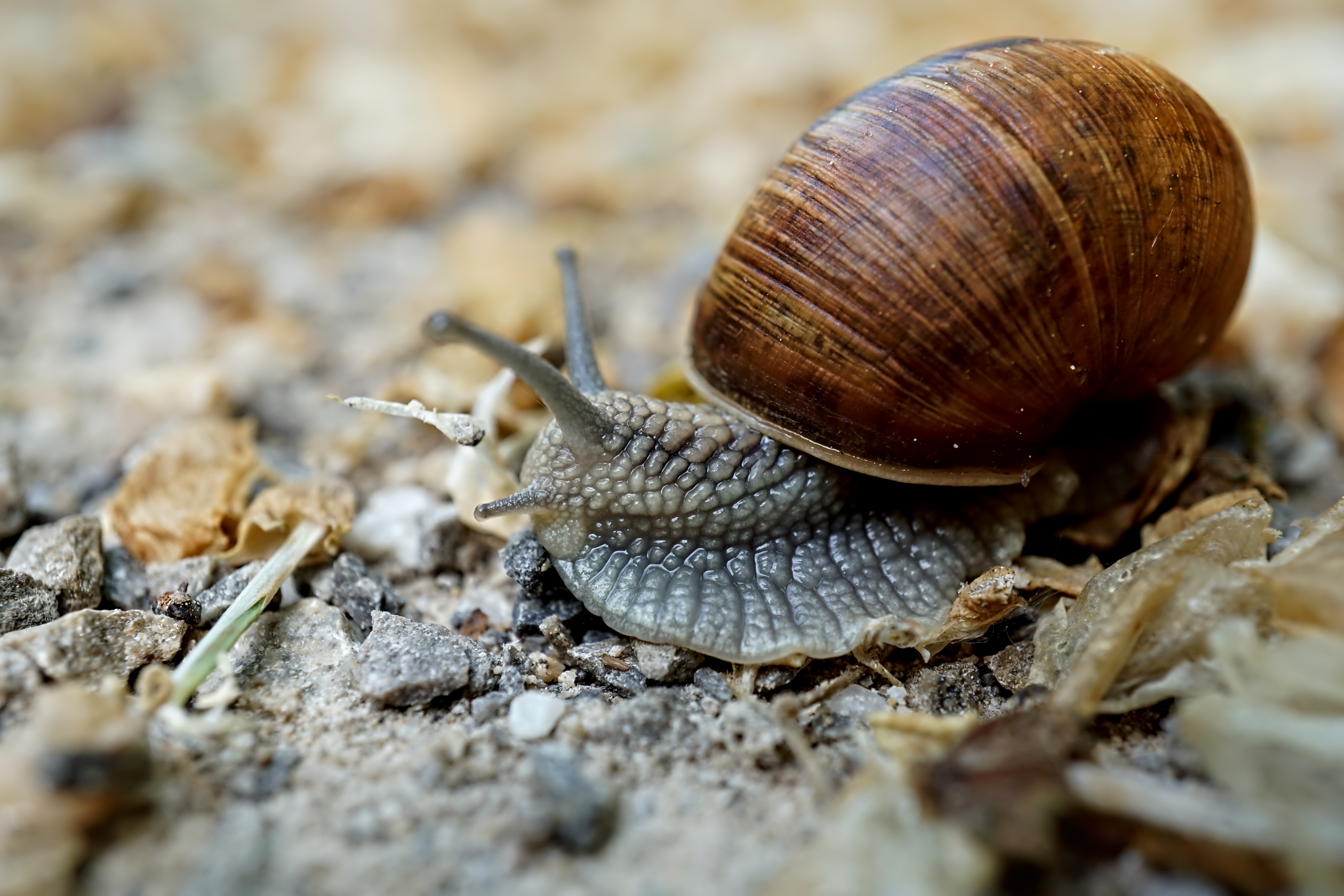 SONY E 30MM F3.5 MACRO