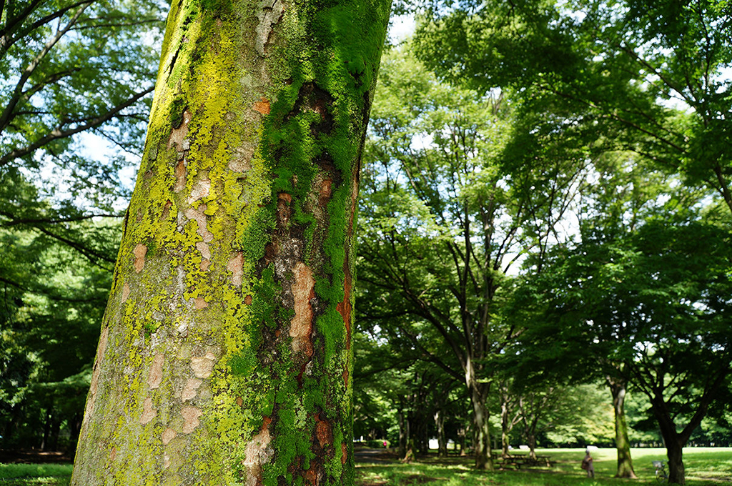 SONY E PZ 18-105MM F4 G OSS