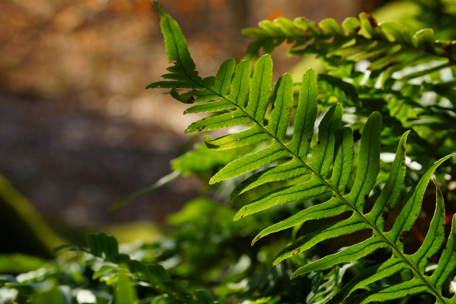 SONY E PZ 18-200MM F3.5-6.3 OSS