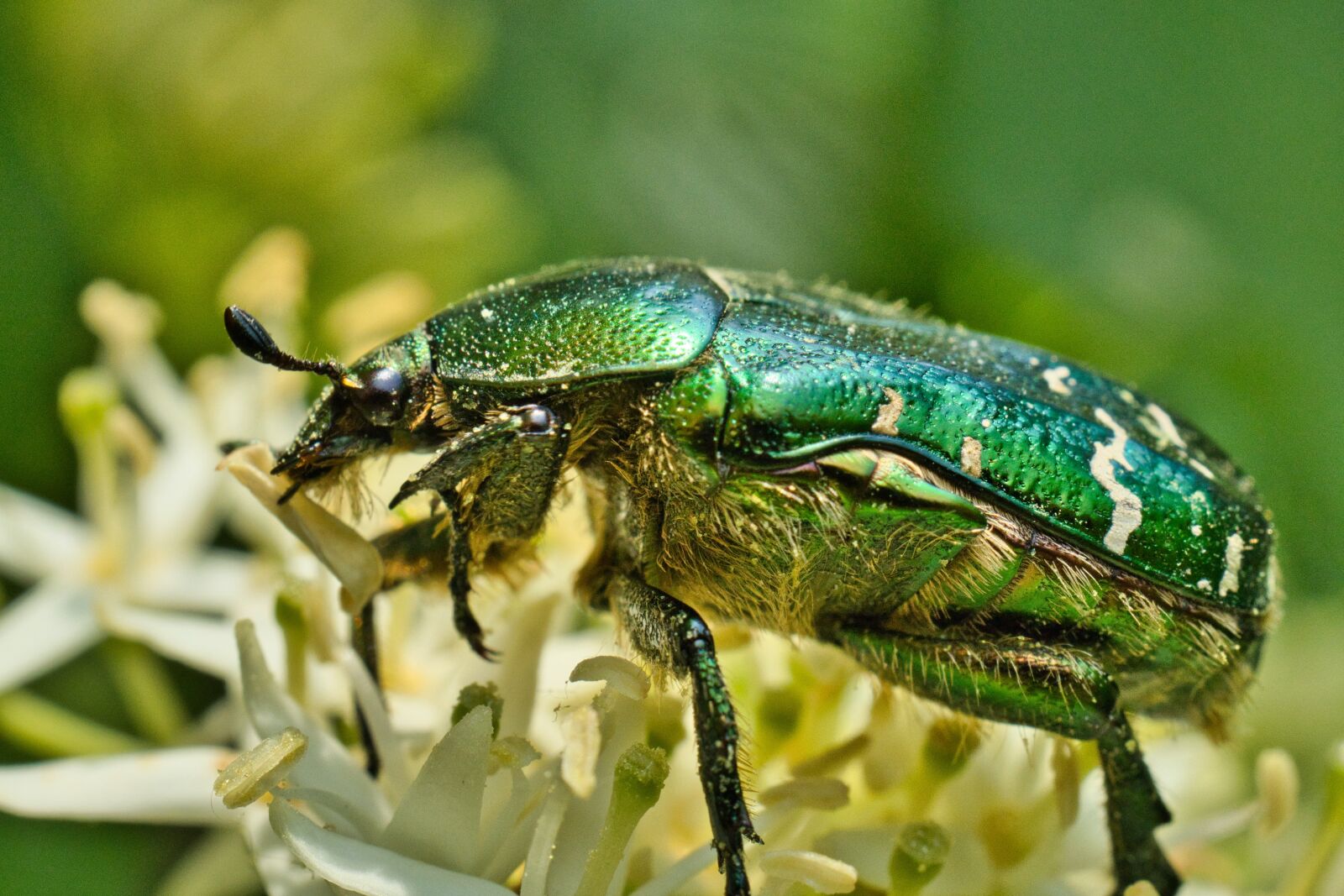 SONY FE 50MM F2.8 MACRO
