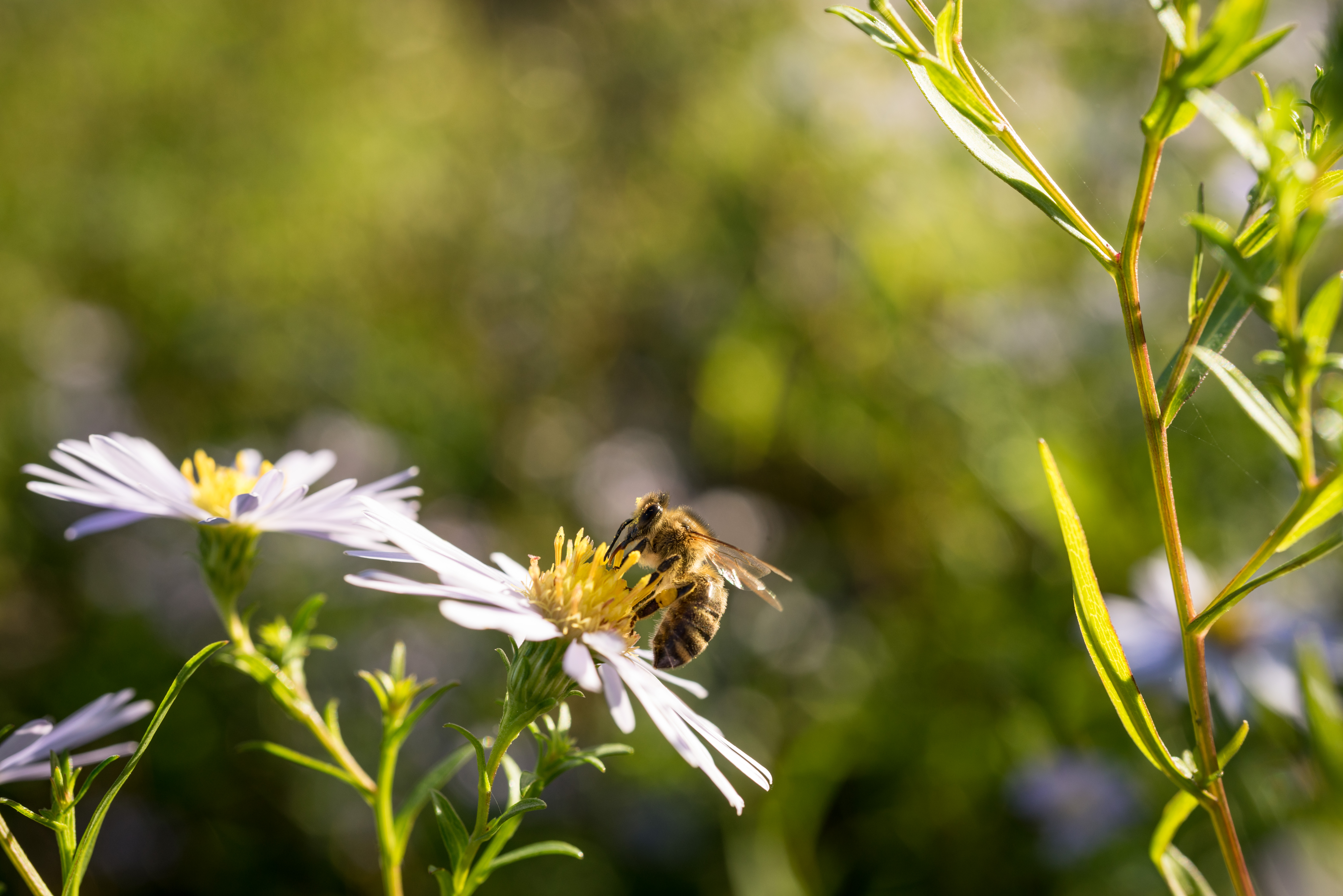SONY FE 50MM F2.8 MACRO