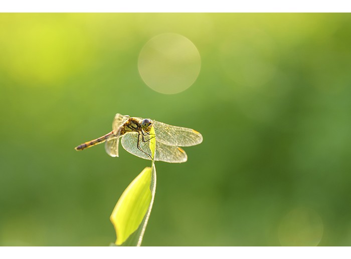 Sigma 105mm f2.8 Macro Art for Sony E