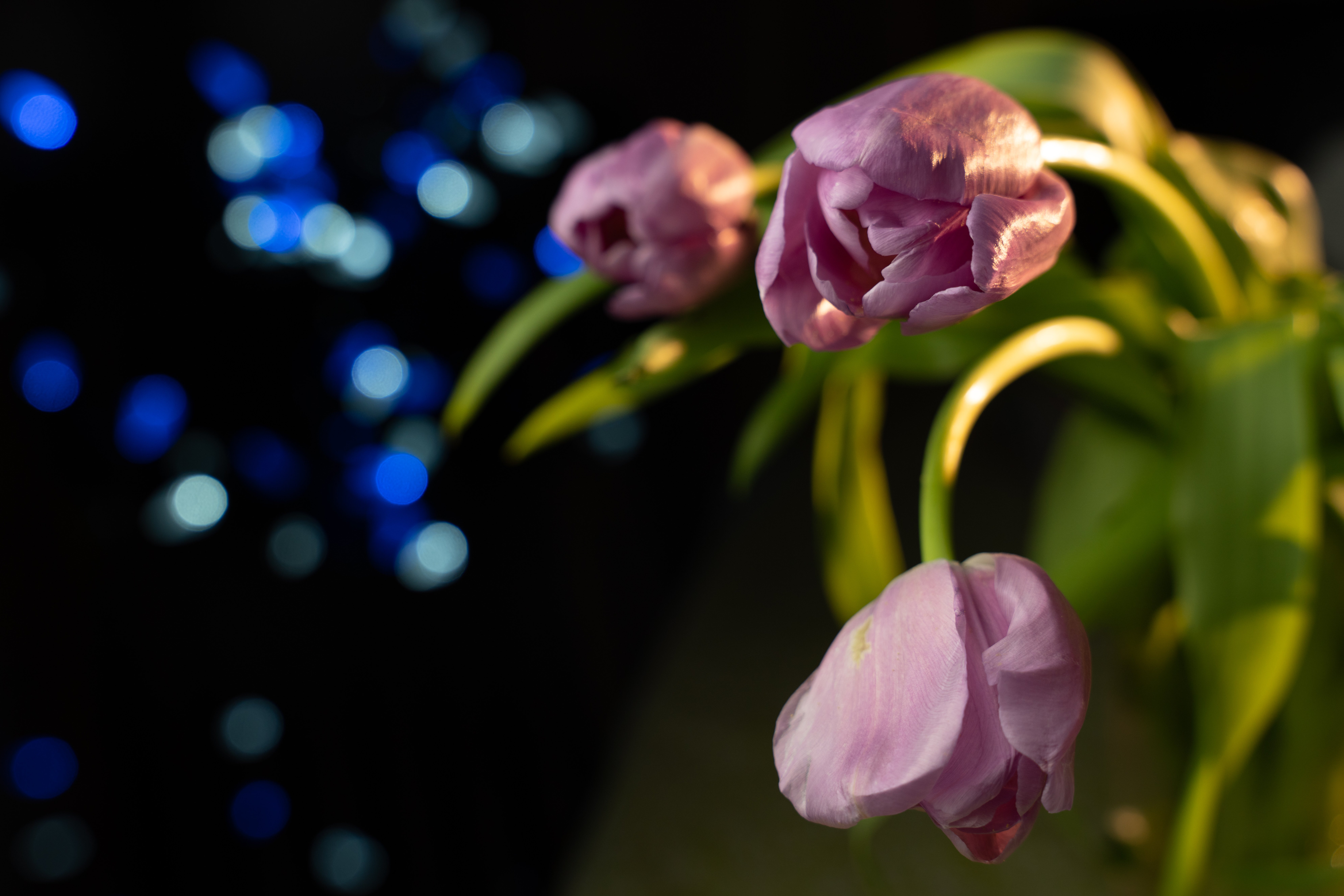 Sigma 24-70 F2.8 art