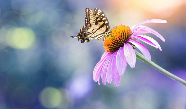 Sigma 24mm f3.5 DG DN for Sony