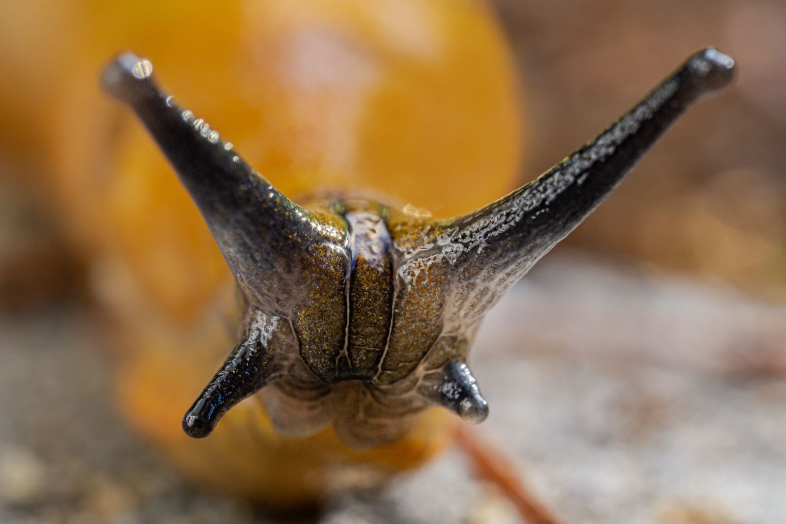 Sigma 70mm F2.8 macro for Sony