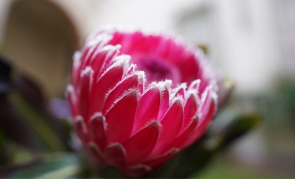 Sony FE 20mm F1.8 G