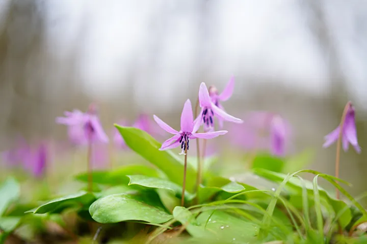 Sony Zeiss T FE 50mm F1.4 ZA