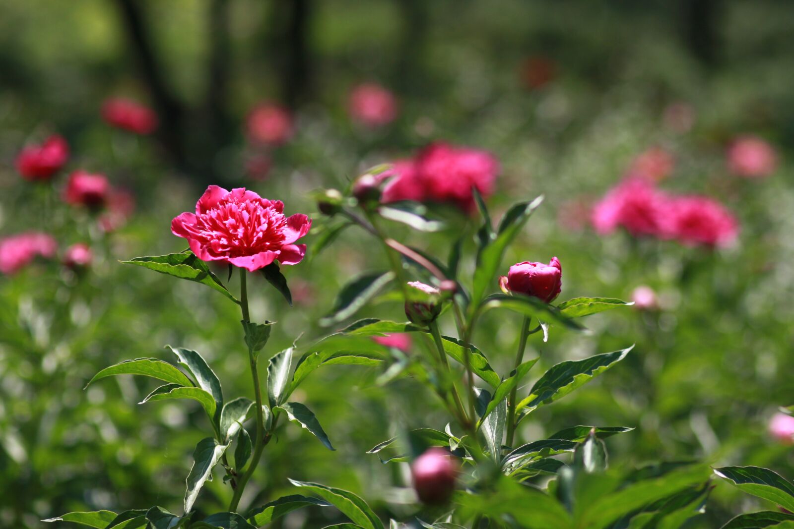canon 500d