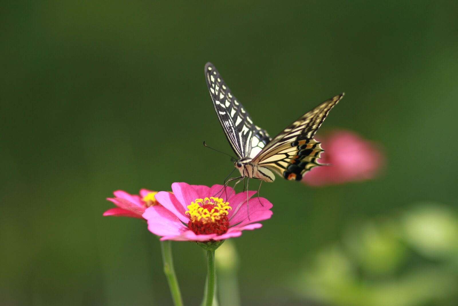 canon 500d