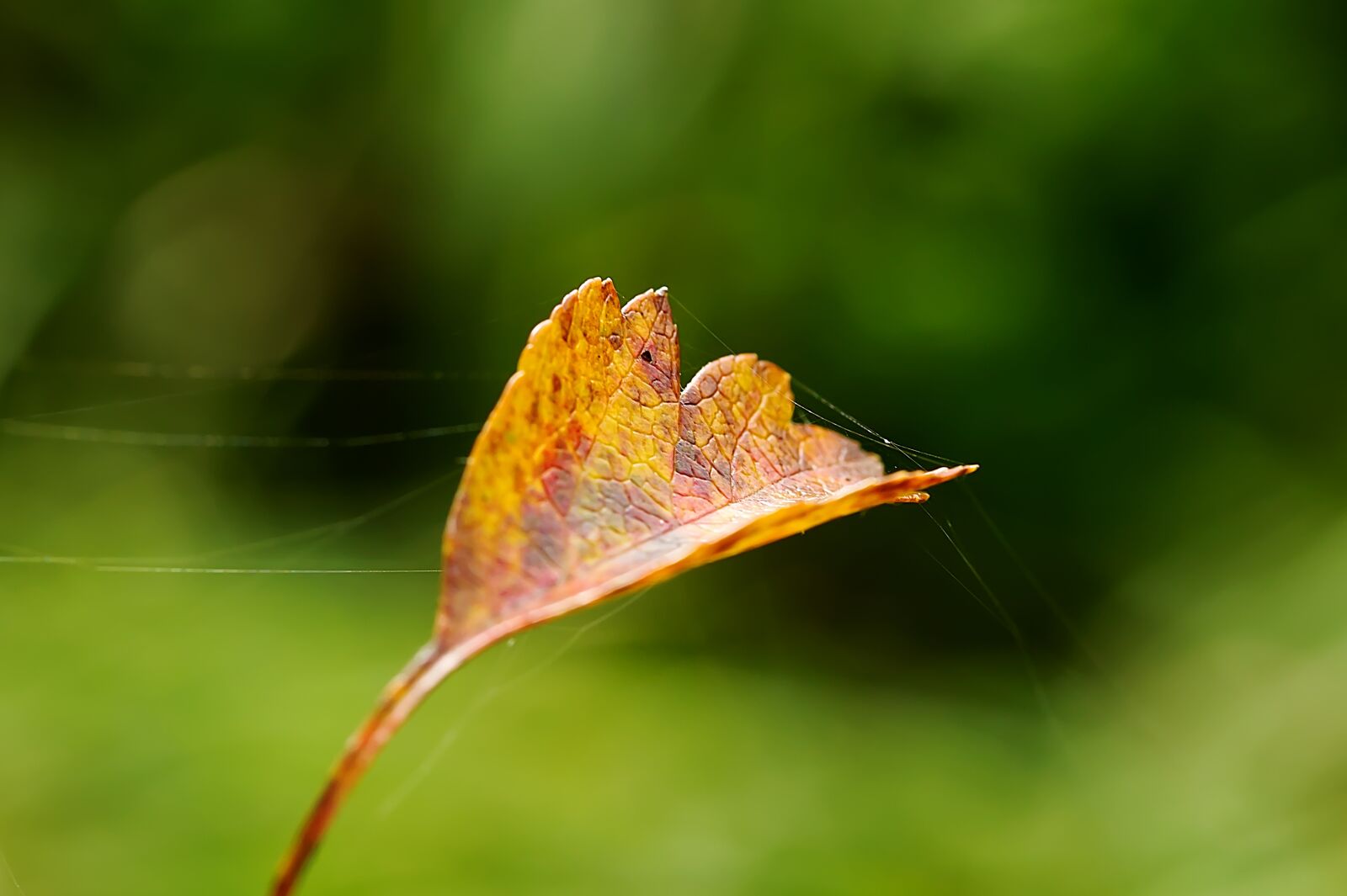 canon 60d