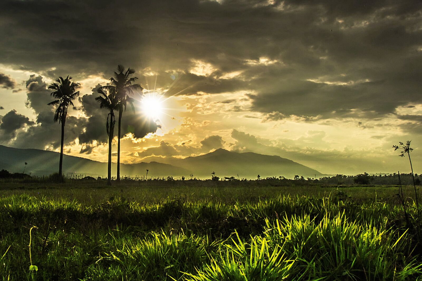 canon 60d