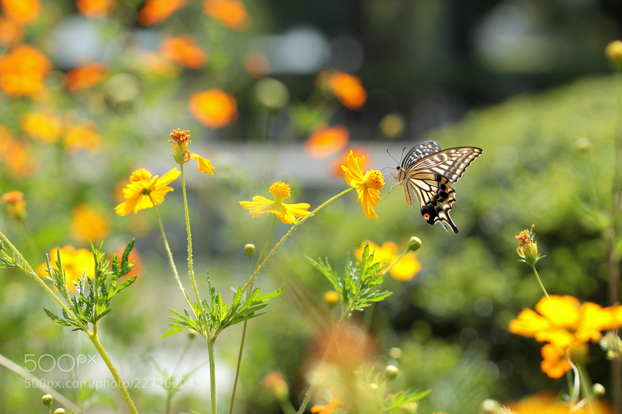 canon 650d